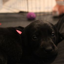 Golden Retriever and Labrador Retriever Puppies from Trenlock Kennels