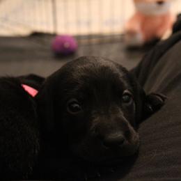 Golden Retriever and Labrador Retriever Puppies from Trenlock Kennels