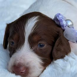 Wednesday silky wire coat - Piebald female Dachshund puppy in Lakeland, Florida from Elite Doxies Florida