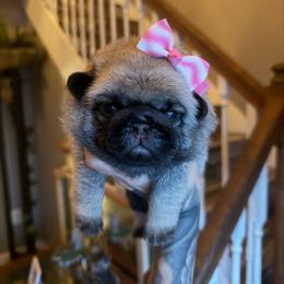 Lilo - Fawn female Pug puppy in Winter Haven, Florida from The Pugarazzi