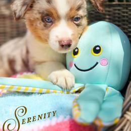 Serenity - price 2500 - Red merle female Miniature Australian Shepherd puppy in Ennis, Texas from God’s Little Aussies