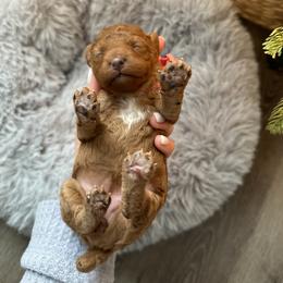Poodle Puppies from Bruno & Co. Puppies