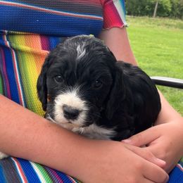 Luna - Black and white female English Springer Spaniel puppy in Bonners Ferry, Idaho from Paradise Valley Springers