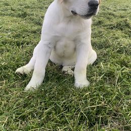 Dilute Retriever and Labrador Retriever Puppies from CKB Labradors
