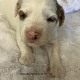 Lime collar boy - Parti male Goldendoodle puppy in Fairfield, California from Twin Sisters Doodles