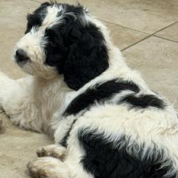 Girl 6- Treasure - Black and white female Saint Berdoodle puppy in San Antonio, Texas from Mammoth Doodles