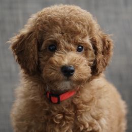 Rose - Red  Poodle puppy in New Jersey from TK Poodles