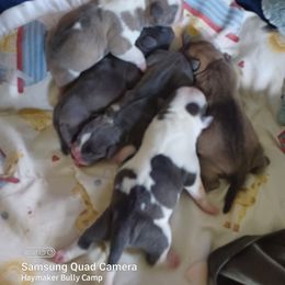 American Bully Puppies from Haymaker Bully Camp