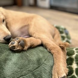 Companion Crosses from Robyn's Nest Mini Goldens