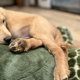 Companion Crosses from Robyn's Nest Mini Goldens