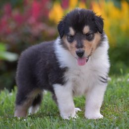 Tri-color Rough Male - Black white and tan male Collie puppy in Danville, Pennsylvania from Brookwood Collies, Smooth & Rough