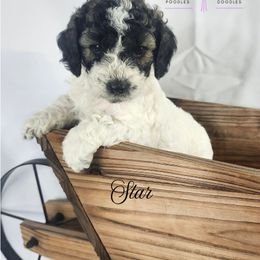 Cockapoo, Goldendoodle, and Poodle Puppies from Lavender poodles & doodles