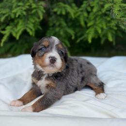 Miss Spangle - Merle female Bernedoodle puppy in Hegins, Pennsylvania from Bubbling Springs Doodles, LLC
