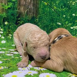Goldendoodle Puppies from Bear Ridge Doodles
