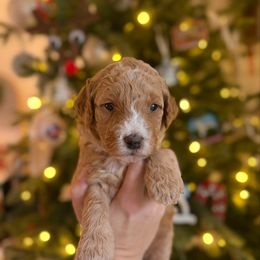 Miss Teal - Apricot female Goldendoodle puppy in Athens, Georgia from Moore Goldendoodles