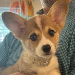 Carlo ( Yellow Collar) - Red male Pembroke Welsh Corgi puppy in North Charleston, South Carolina from Corgivilla