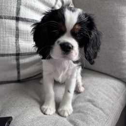 Jessie - Tri-color Cavalier King Charles Spaniel puppy in Fontana, California from Magical Cavaliers