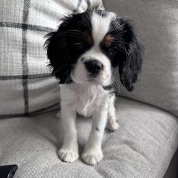 Jessie - Tri-color Cavalier King Charles Spaniel puppy in Fontana, California from Magical Cavaliers