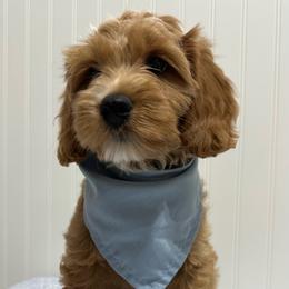 Winston - Caramel male Australian Labradoodle puppy in Avon, Indiana from Forever Friends Labradoodles