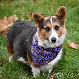 Bleu - Pembroke Welsh Corgi