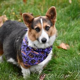 Bleu - Pembroke Welsh Corgi