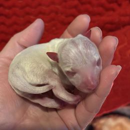 Girl 1 - White and apricot female Rat Terrier puppy in Kansas from Ramirez Ratz