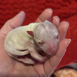 Girl 1 - White and apricot female Rat Terrier puppy in Kansas from Ramirez Ratz