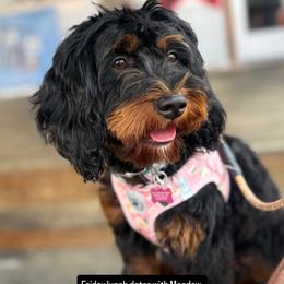 Cavapoo and Goldendoodle Puppies from Ashley's Doodles