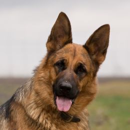 Keena - German Shepherd