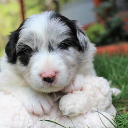 Border Collie Puppies from Team Reeves Ranch