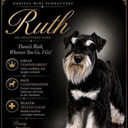 Ruthie - Miniature Schnauzer