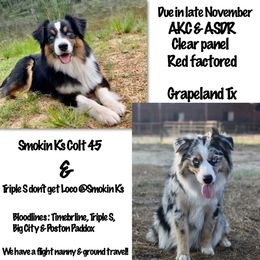 Australian Shepherd puppies from Smokin K Aussies