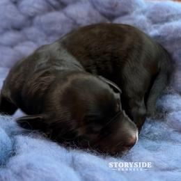 Pancake - Black and white female Aussiedoodle puppy in Cassville, Wisconsin from Storyside Kennels