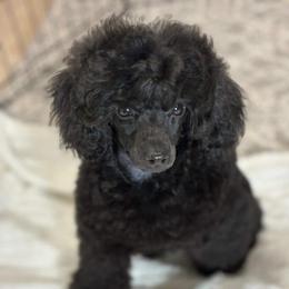 Matheo - Black male Poodle puppy in Oceanside, New York from Anastasia Poodles