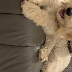 Goldendoodles from Lunadoodles