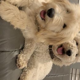 Goldendoodles from Lunadoodles