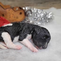 Rocky - Black male Goldendoodle puppy in Woodburn, Indiana from DNLS Doodle Puppies