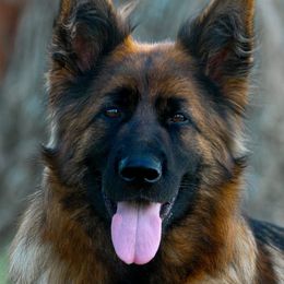 Otti - German Shepherd