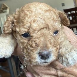 Poodle puppies from Cedar Falls Toy Poodles
