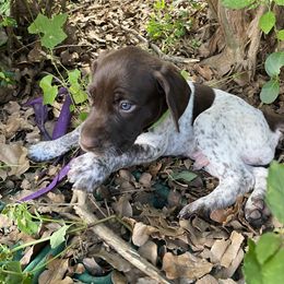 German Shorthaired Pointer Puppies from Jerri Ford