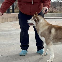 Khaleesi - Siberian Husky