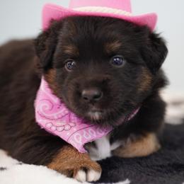 Cheyenne - Black tri female Miniature Australian Shepherd puppy in Chesapeake, Virginia from Beaver Dam Mini Aussies
