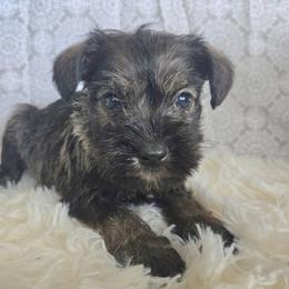 Zeus - Salt and pepper male Miniature Schnauzer puppy in Titusville, Florida from Alysha's Grandbabies