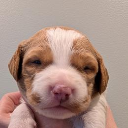 Sig - Orange and white male Brittany puppy in Hollidaysburg, Pennsylvania from Royal Flush Farms