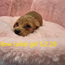 Creme elle (Yellow collar 2680) - Cream female Dachshund puppy in Bristol, Tennessee from It's Mini Wieners Baby