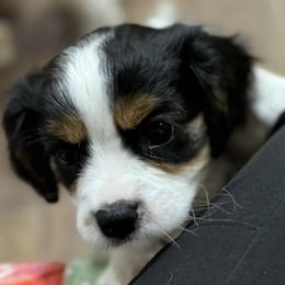 Cavalier King Charles Spaniels from K&K Kennels