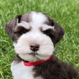 Prince - Liver male Miniature Schnauzer puppy in Paradise, Utah from Highbornschnauzers