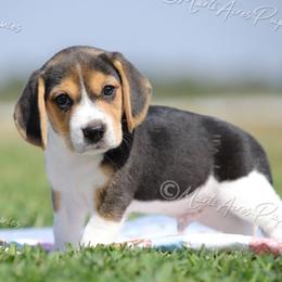 AKC 'Renegade' - Black tan and white male Beagle puppy in Lamar, Missouri from Marti Acres ~ Boston Terrier & Beagles