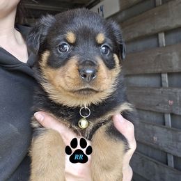 Yellow - Black and mahogany Rottweiler puppy in Tangent, Oregon from Raya's Royals