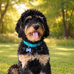 Cindy - Goldendoodle